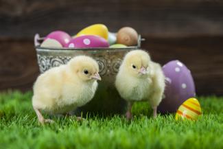 Chicks with Easter eggs
