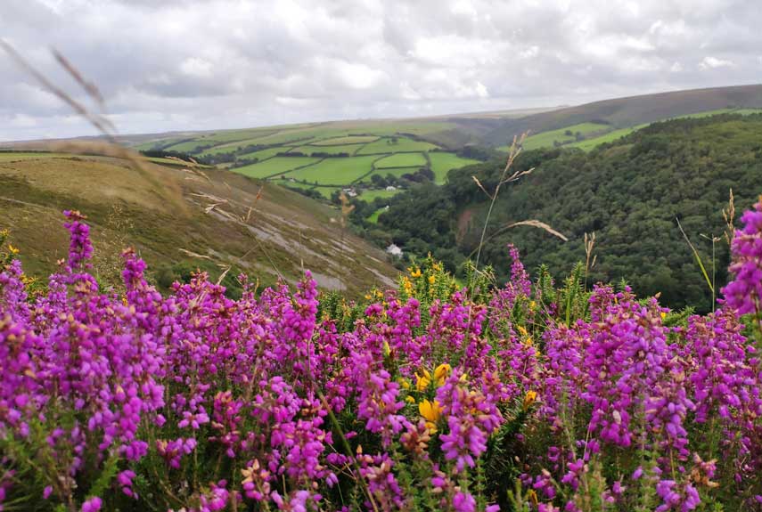 A View over a Valley & Rolling Green Hills with vibrant Purple Flowers in the Foreground