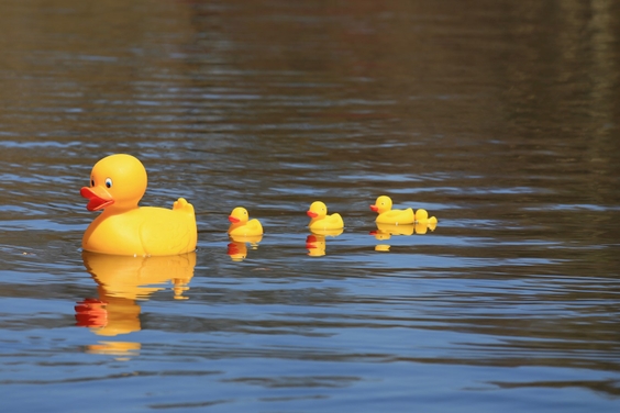 Yellow Plastic Ducks in Water