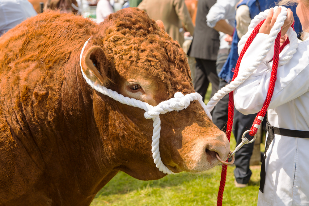Bull with reins at a show