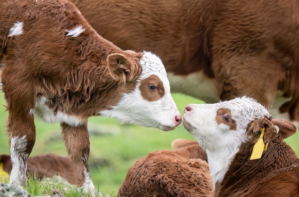 Mother and calf in a field