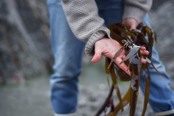 Man with seaweed in his hands